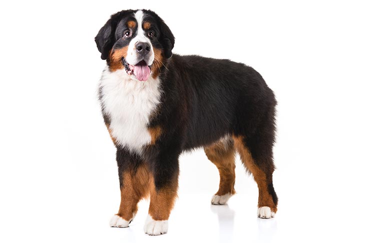 تصویر برنس مانتن داگ (Bernese Mountain Dog)